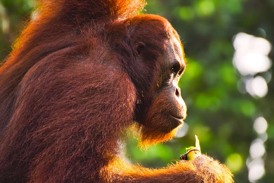 Borneo & the Malaysian Peninsula - Exodus Adventure Travels - Malaysia - Image 15