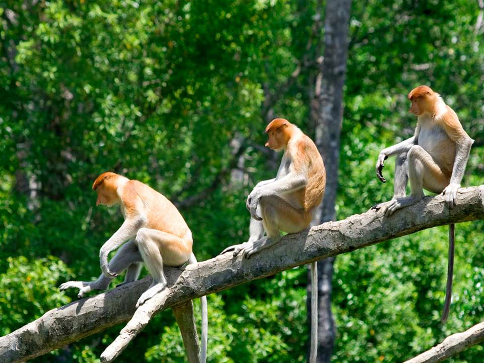 Borneo – East Sabah Adventure - G Adventures - Malaysia - Image 5