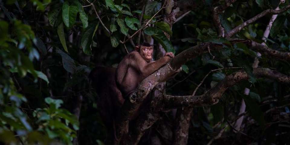 Borneo – East Sabah Adventure - G Adventures - Malaysia - Image 2