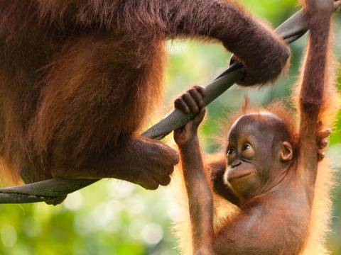 Wildlife Safaris And Game Drives Tour: Borneo – East Sabah Adventure