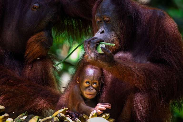 Sandakan Wildlife Tour: Borneo Family Holiday