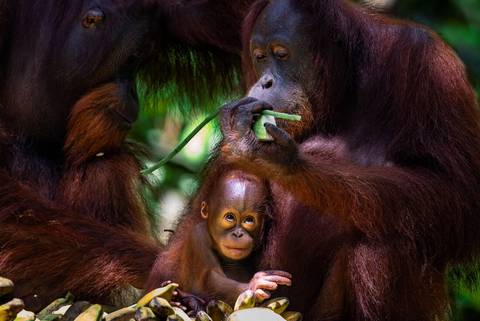 Borneo Family Holiday - August 2026