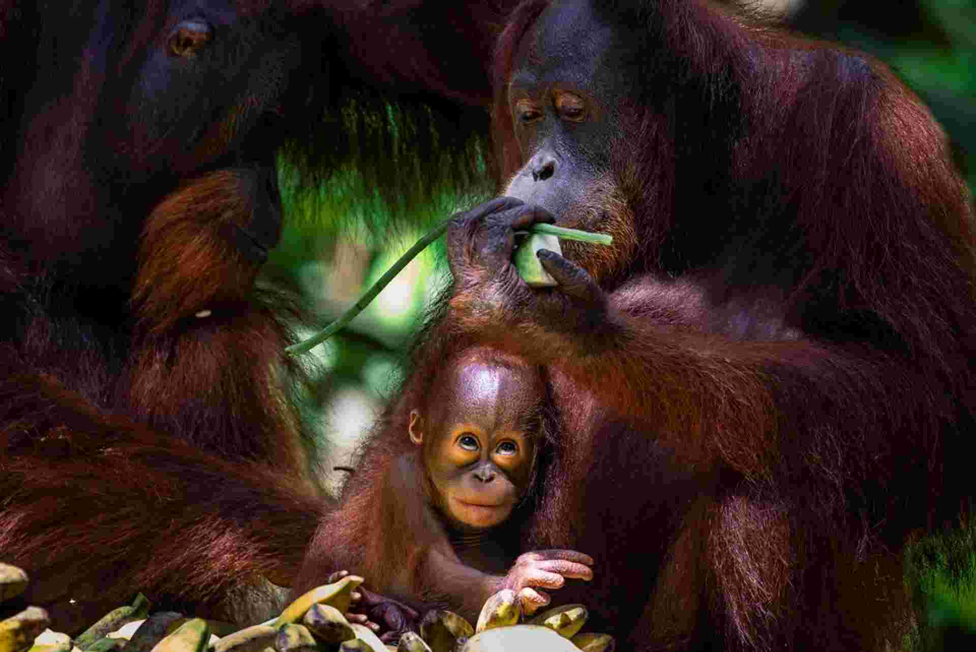 Borneo Family Holiday