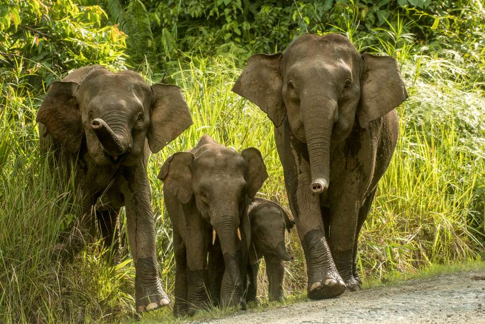 Borneo Family Holiday Comfort - Intrepid Travel - Malaysia - Image 5