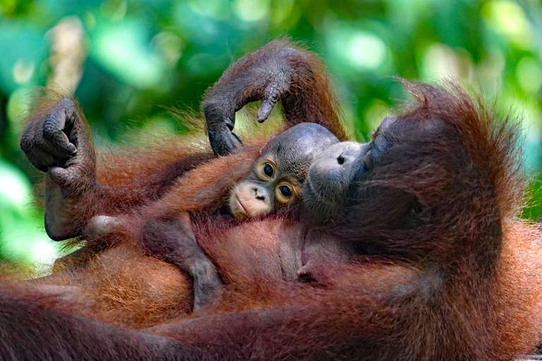 Borneo Family Wildlife Adventure trip - alternative tour available