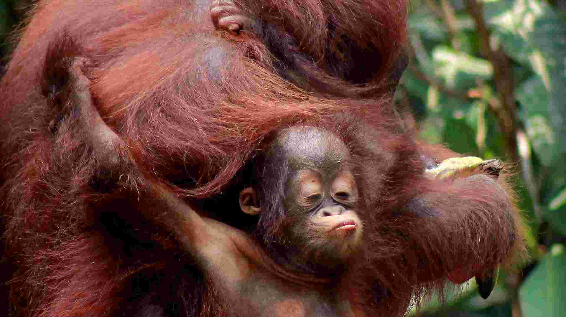 Borneo Orangutan & River Safari Tour