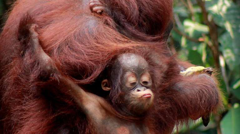 Indonesia Local boat rides Tour: Borneo Orangutan & River Safari Tour
