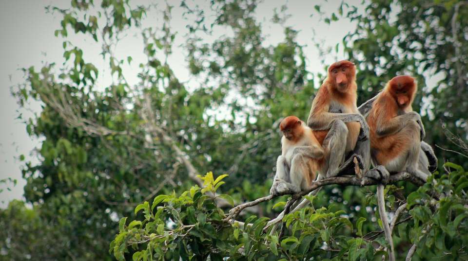 Borneo Orangutan & River Safari Tour - Adventure Indonesia - Indonesia - Image 3