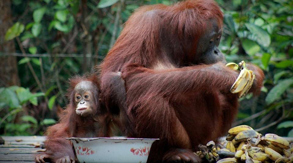 Borneo Orangutan & River Safari Tour - Adventure Indonesia - Indonesia - Image 4