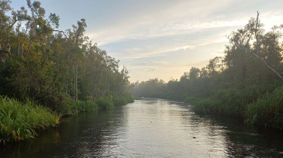 Borneo Orangutan & River Safari Tour - Adventure Indonesia - Indonesia - Image 6
