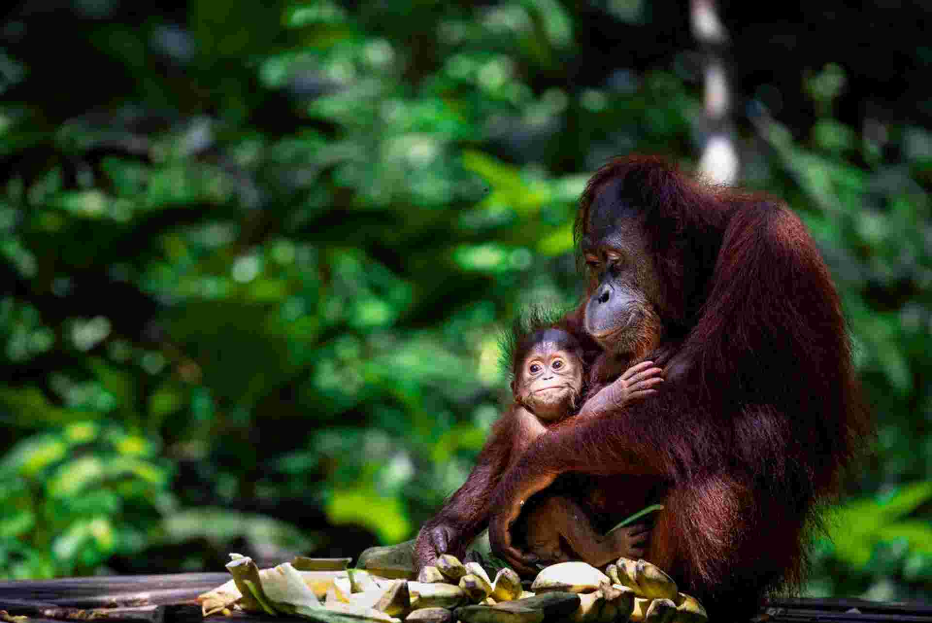 Borneo Premium Family Holiday