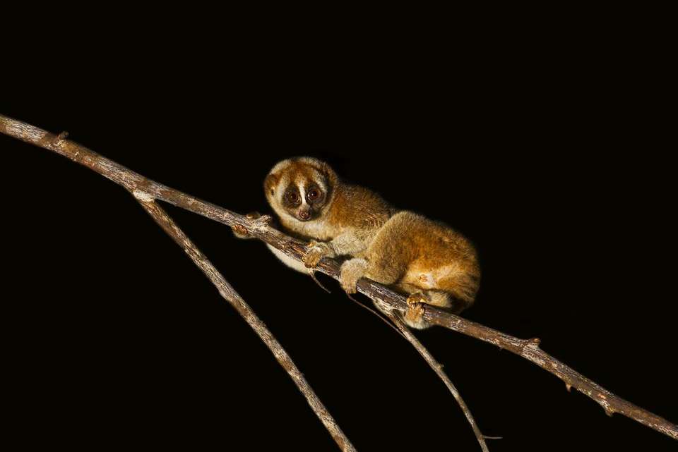 Borneo Premium Family Holiday - Intrepid Travel - Malaysia - Image 6
