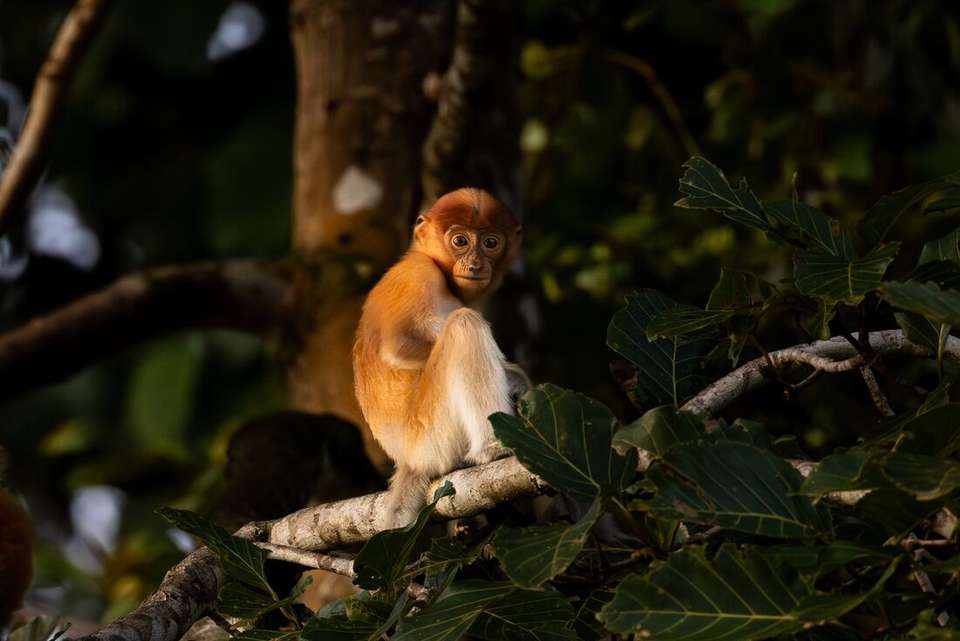 Borneo Premium Family Holiday - Intrepid Travel - Malaysia - Image 8