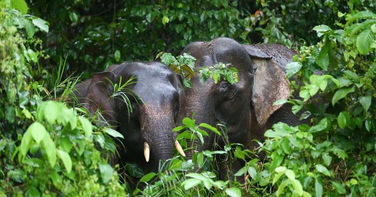 Borneo Sabah Wildlife Highlights trip - alternative tour available