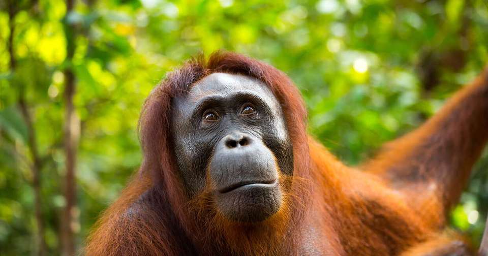 Borneo Sabah Wildlife Highlights - Explore - Malaysia - Image 4
