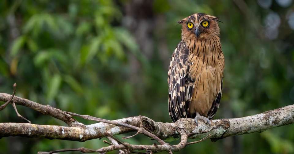 Borneo Sabah Wildlife Highlights - Explore - Malaysia - Image 5