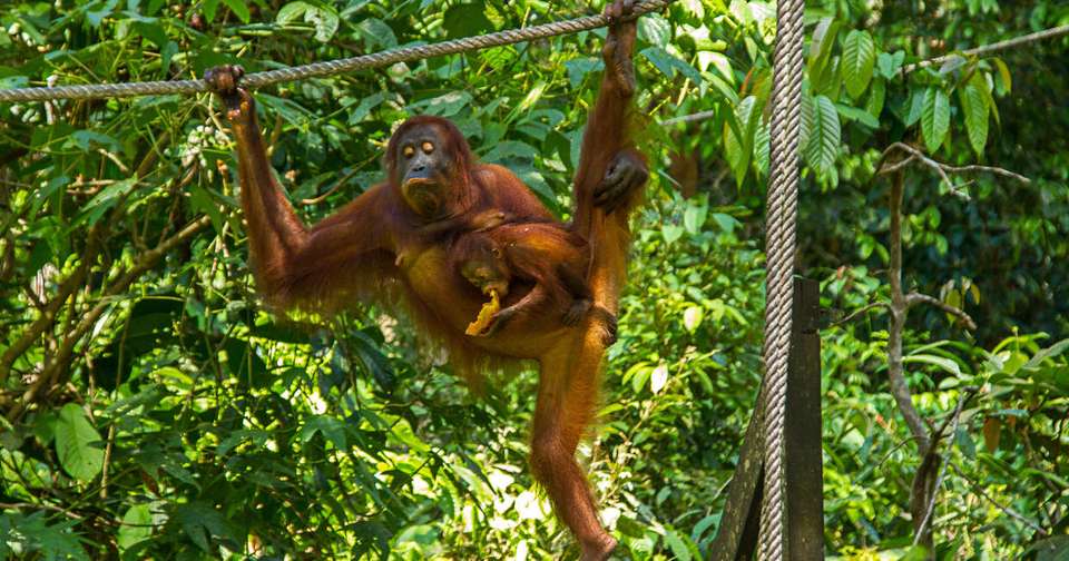 Borneo Sabah Wildlife Highlights - Explore - Malaysia - Image 9