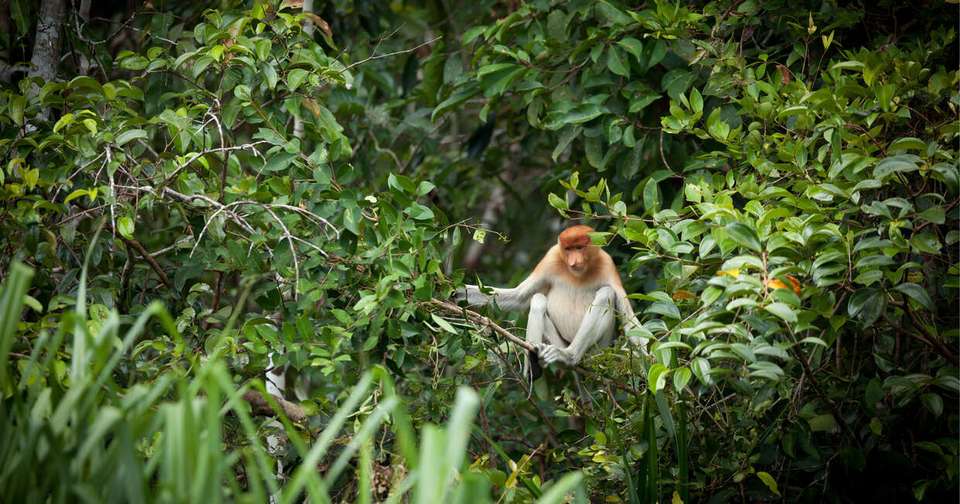 Borneo Sabah Wildlife Highlights - Explore - Malaysia - Image 11