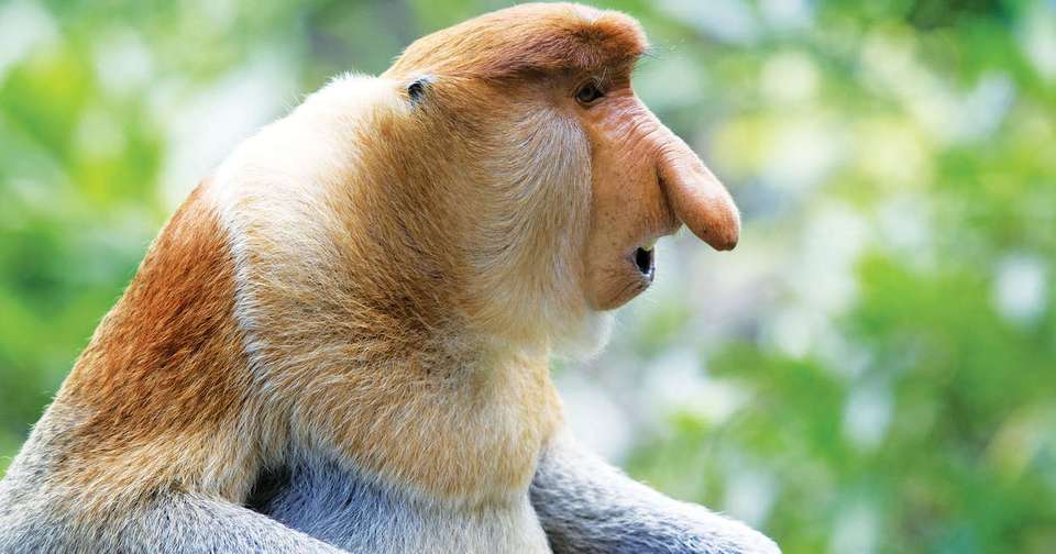 Borneo Sarawak and Sabah Discovery - Explore - Malaysia