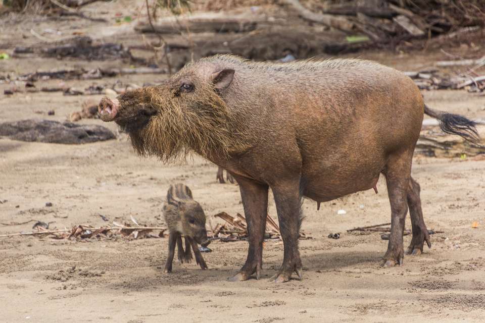 Borneo Sarawak and Sabah Discovery - Explore - Malaysia