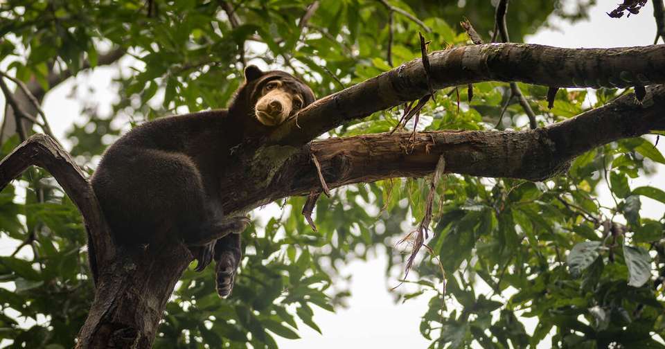 Borneo Sarawak and Sabah Discovery - Explore - Malaysia