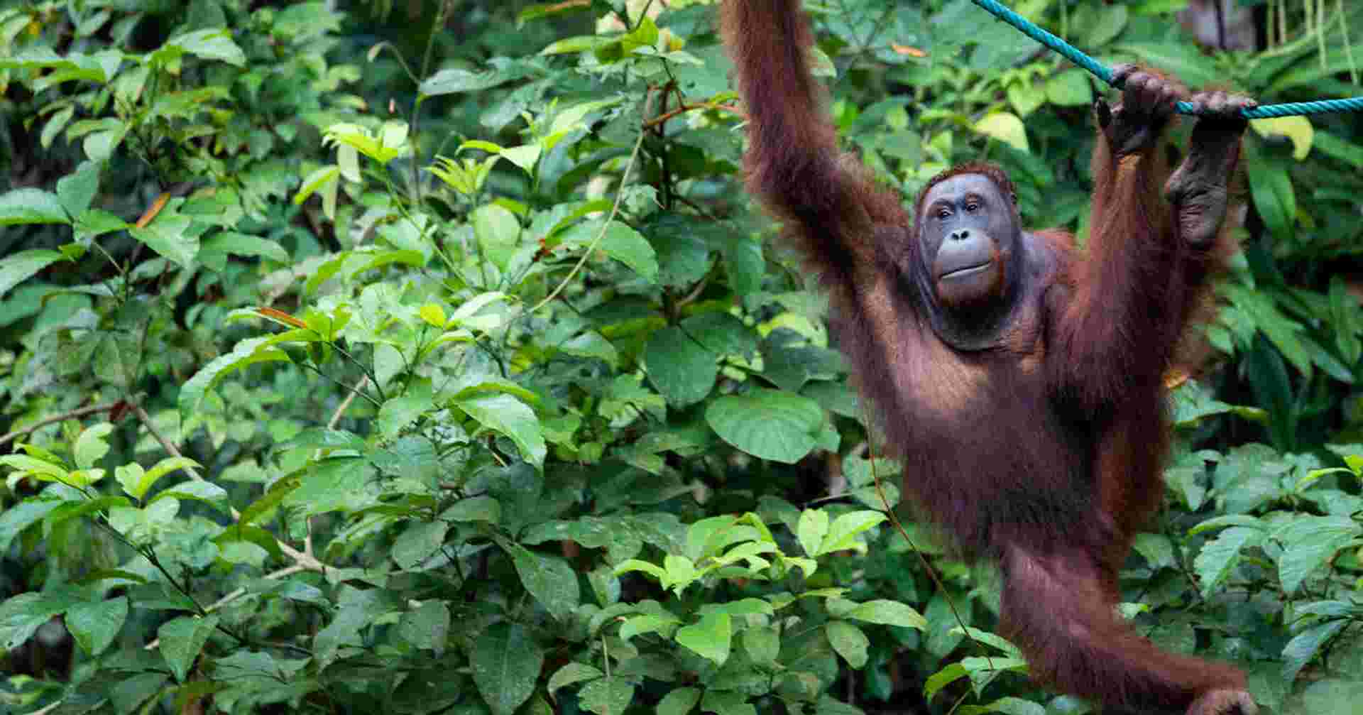 Borneo Sarawak Highlights