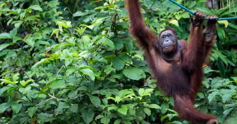 Experienced Travelers Trips: Borneo Sarawak Highlights