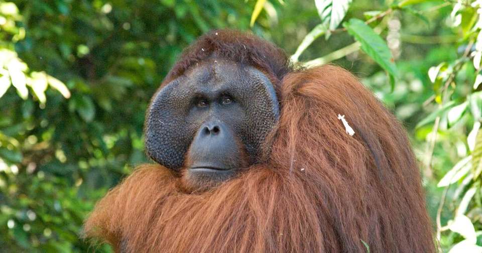 Borneo Sarawak Highlights - Explore - Malaysia - Image 9