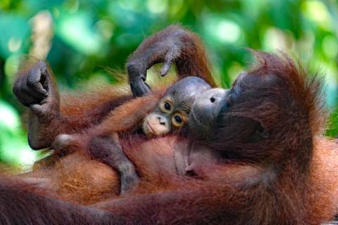 Gorilla And Chimpanzee Tracking Tour: Borneo Wildlife Discoverer
