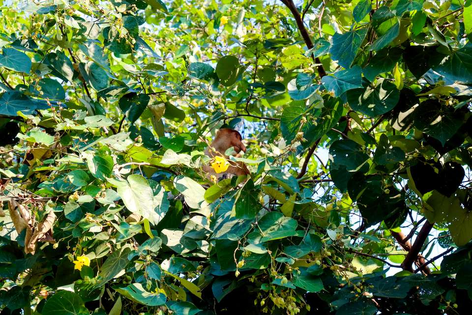 Borneo Wildlife Discoverer - Exodus Adventure Travels - Malaysia