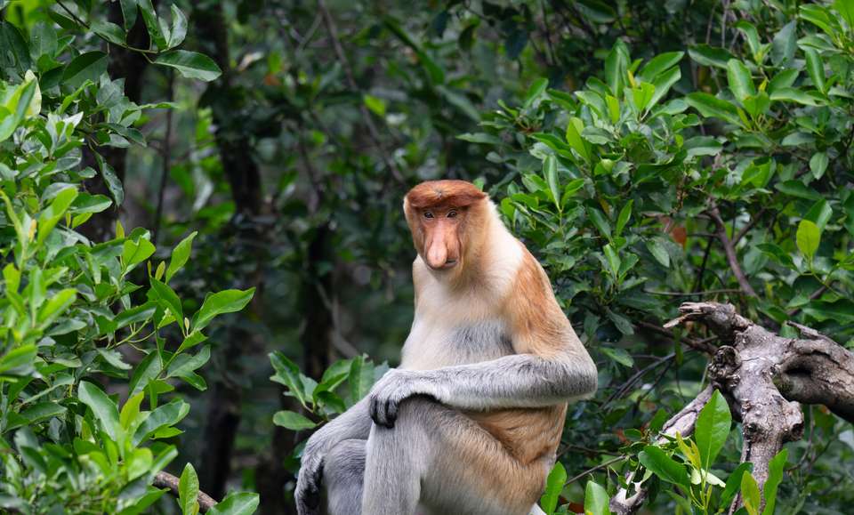 Borneo Wildlife Discoverer - Exodus Adventure Travels - Malaysia