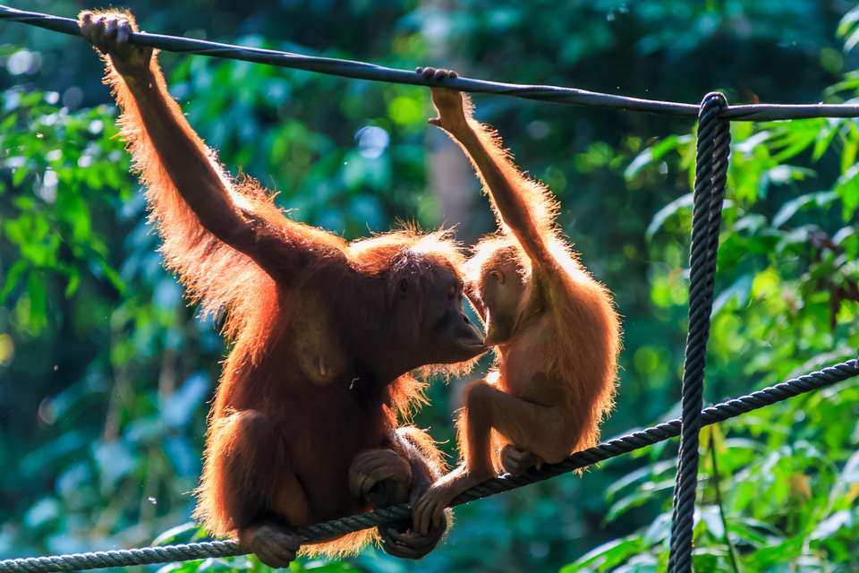 Borneo Wildlife Discoverer - Exodus Adventure Travels - Malaysia