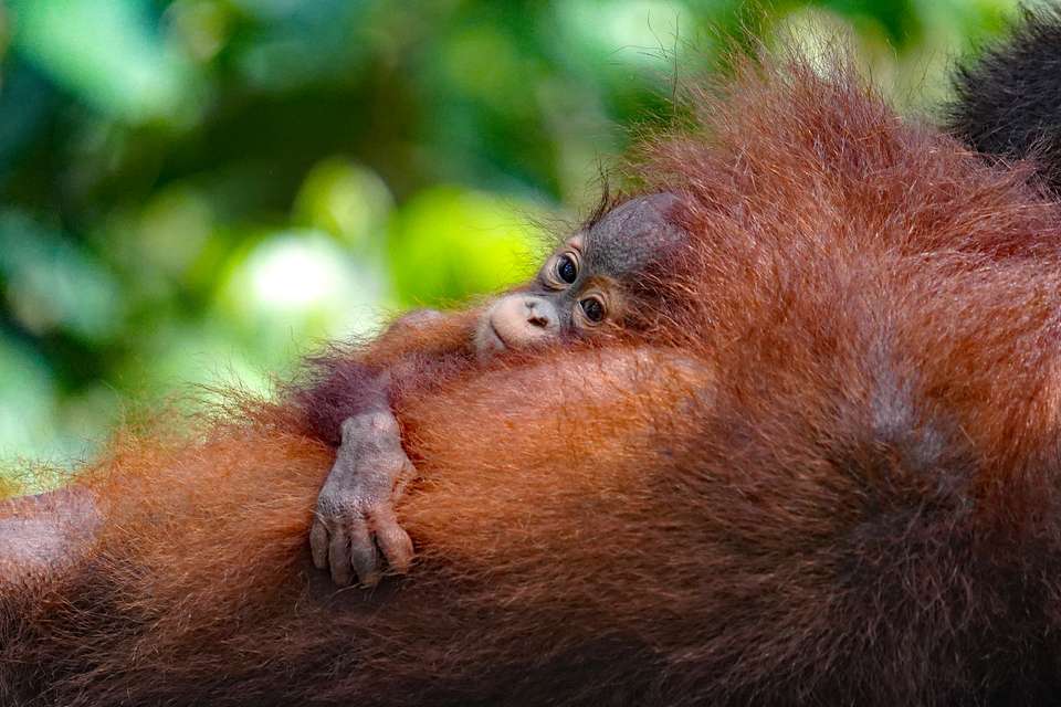 Borneo Wildlife Discoverer - Exodus Adventure Travels - Malaysia