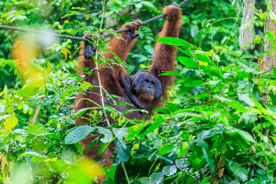 Borneo Wildlife Discoverer - Exodus Adventure Travels - Malaysia