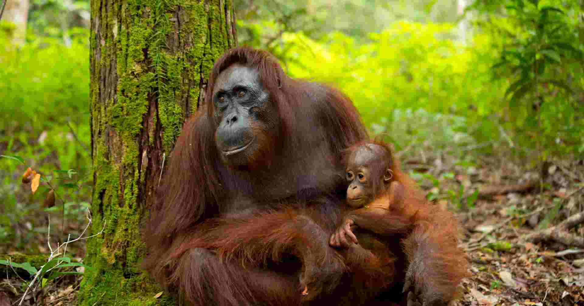 Borneo Wildlife Highlights