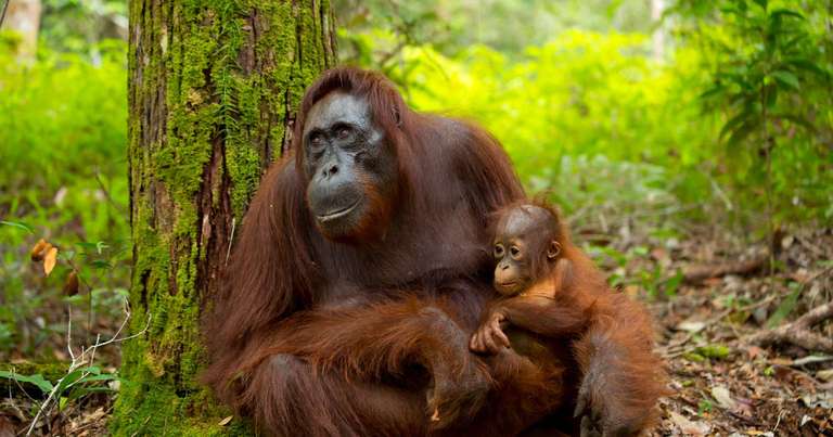 Borneo Wildlife Highlights trip - alternative tour available