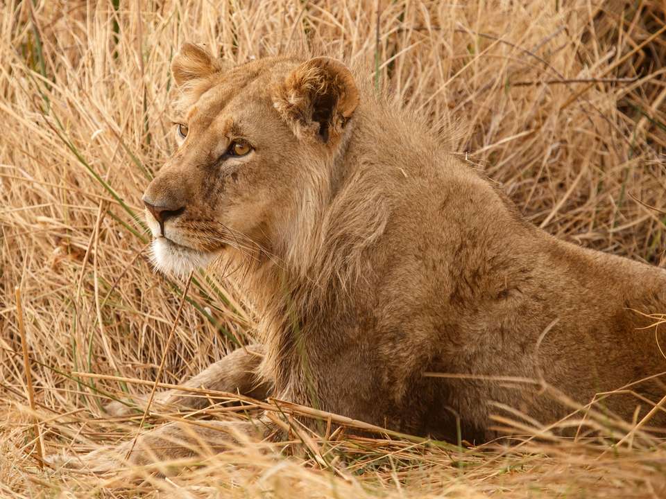 Botswana Adventure & Falls Northbound - 12 days - On The Go Tours - South Africa - Image 4