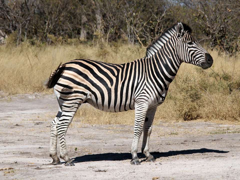 Botswana Adventure & Falls Southbound - 12 days - undefined - Image 4