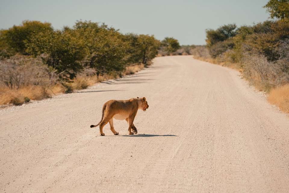 Botswana & Namibia: Delta & Dunes - Exodus Adventure Travels - Botswana