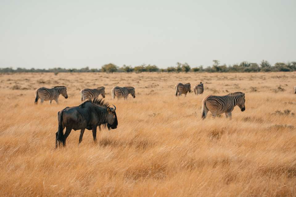 Botswana & Namibia: Delta & Dunes - Exodus Adventure Travels - Botswana