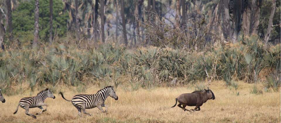 Botswana and Zimbabwe Explorer - World Expeditions - South Africa - Image 6