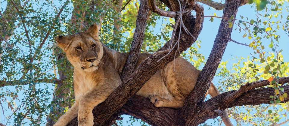 Botswana and Zimbabwe Explorer - World Expeditions - South Africa - Image 7