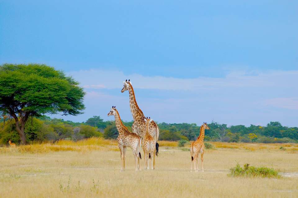 Botswana & Zimbabwe Lodge Safari - Exodus Adventure Travels - Zimbabwe - Image 23