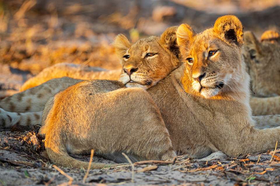 Botswana & Zimbabwe Lodge Safari - Exodus Adventure Travels - Zimbabwe - Image 20