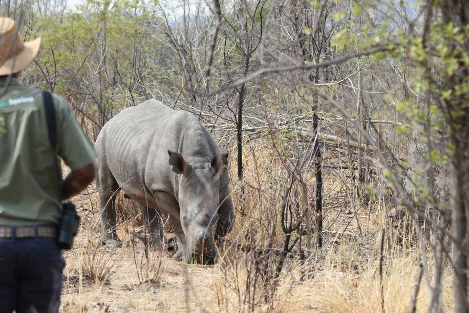 Botswana & Zimbabwe Lodge Safari - Exodus Adventure Travels - Zimbabwe - Image 15