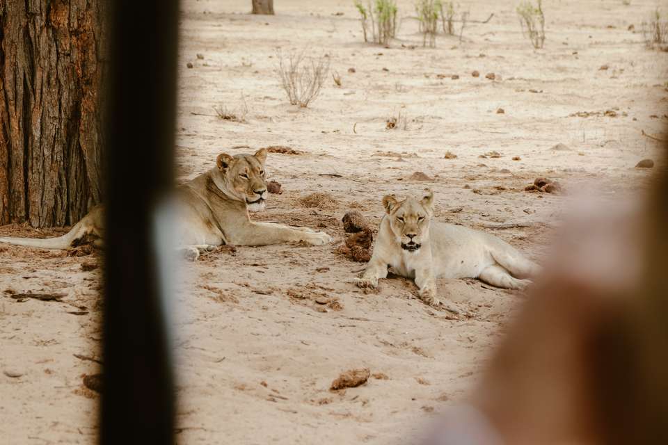 Botswana & Zimbabwe Lodge Safari - Exodus Adventure Travels - Zimbabwe - Image 12