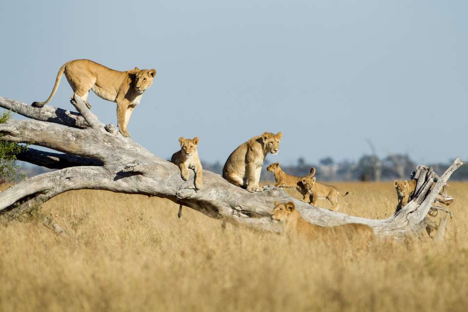 Botswana & Zimbabwe Lodge Safari - Exodus Adventure Travels - Zimbabwe - Image 8