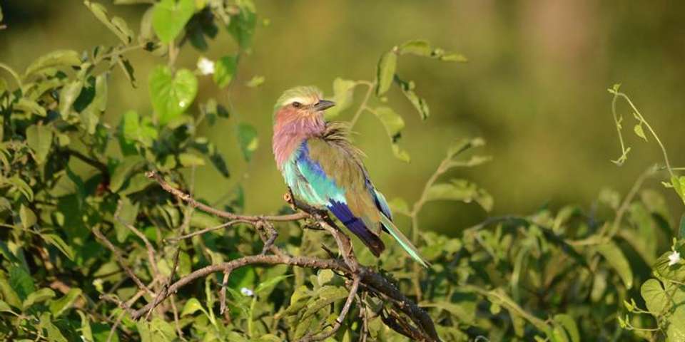 Journeys: Botswana & Zimbabwe Safari - G Adventures - Zimbabwe - Image 1