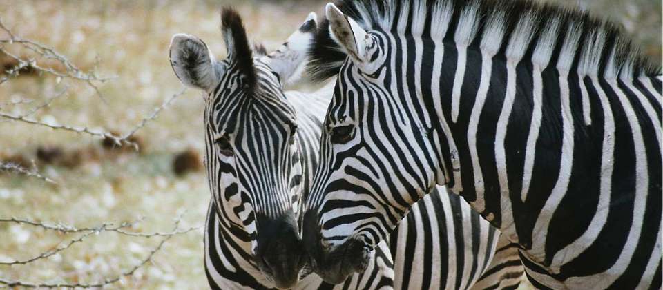 Botswana Delta and Wildlife Explorer - World Expeditions - Zimbabwe - Image 6