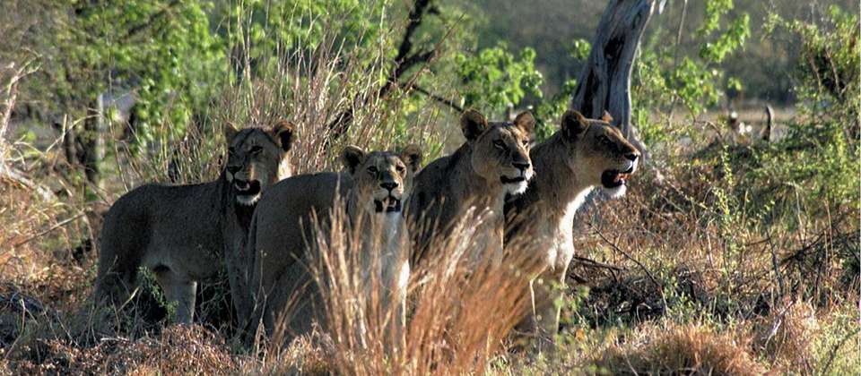 Botswana Delta and Wildlife Explorer - World Expeditions - Zimbabwe - Image 7
